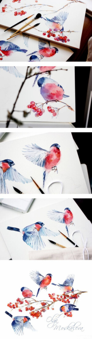 【绘画教程】超级可爱的鸟 以及珊瑚豆