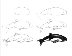 【绘画教程】超人气漫画素描技法之鲸鱼  日本动漫画法教程静物