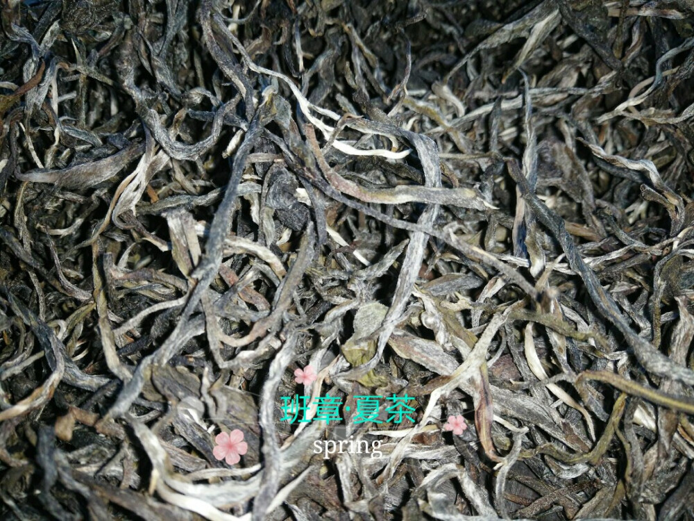 普洱茶~之新班章料，茶~生命中不可缺失的一部分