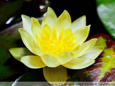 睡莲'海尔芙拉