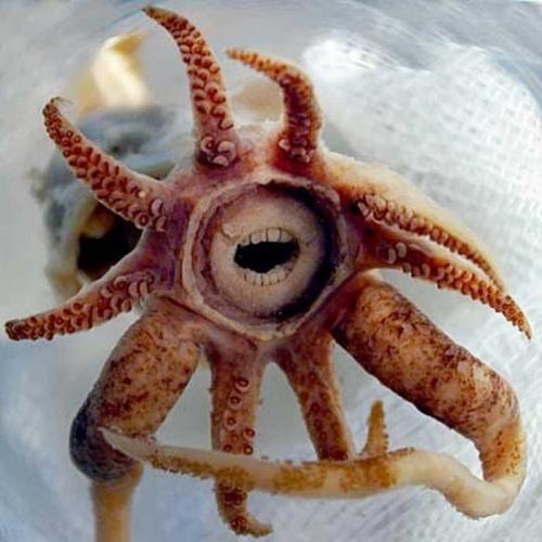 Promachoteuthis Sulcus
是一种新发现的鱿鱼，极其稀有
✔目前只采集到一个样本并做了描述✔于2007年发现与南大西洋2000米的深海里。
以至于除了 拉丁学名之外，还没有给它取个合适的俗名。
鱿鱼通常具有坚硬而锋利的喙状牙齿，用于咬碎和咀嚼食物，Promachoteuthis Sulcus也是如此。图上所看到的并不是其牙齿吗，只是“嘴唇”而已，它们的利齿还隐藏在后面