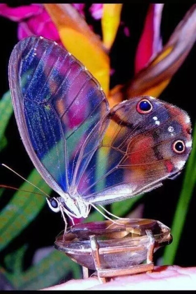 透翅蝶
翅膀薄膜上没有色彩也没有鳞片，透明状，所以它们可以轻易地“消失”在森林里，人们不易察觉所以它们的存在。
产于中美洲的墨西哥和巴拿马地区。虽然透明蝴蝶对人们来说很稀奇，但其实它在原生地的数量并不…