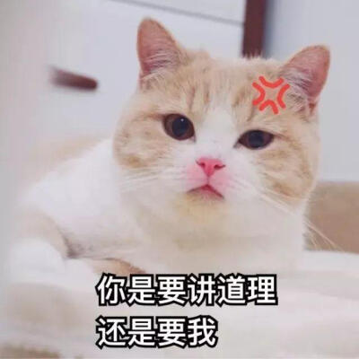 表情包 猫猫