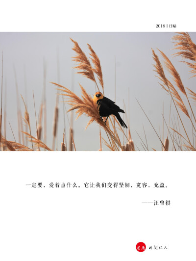 ●2018.6.25日贴
“一定要，爱着点什么。它让我们变得坚韧，宽容，充盈。”——汪曾祺