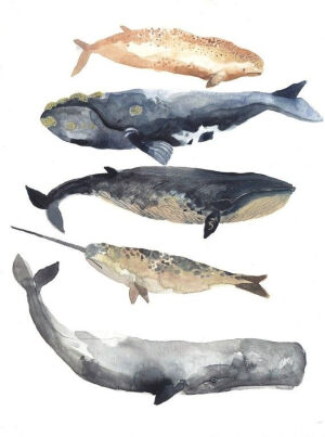 【绘画素材】水彩鲸鱼MADE TO ORDER Five Whales -Original watercolor painting