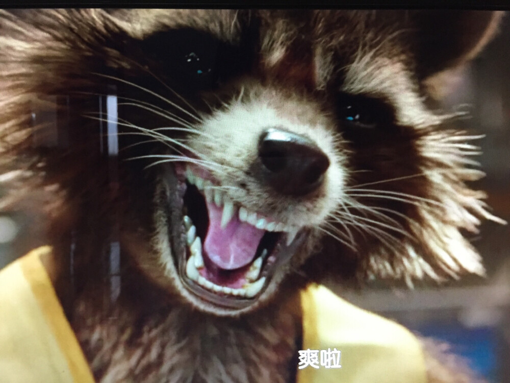 火箭浣熊