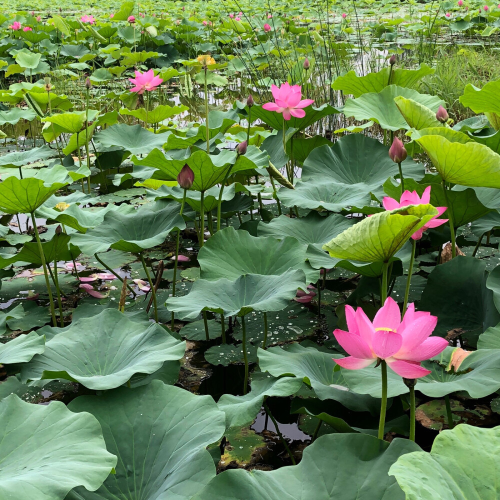 圆明园的荷花池