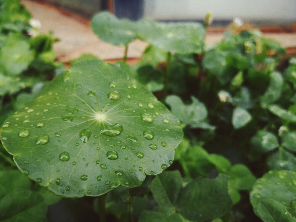 雨后