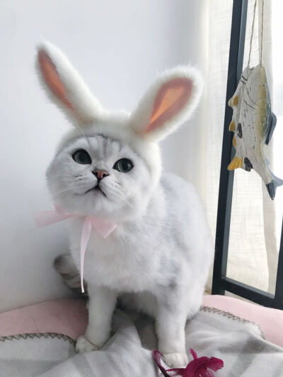 【萌宠】戴着兔耳朵的猫咪天使们(´∀｀*)