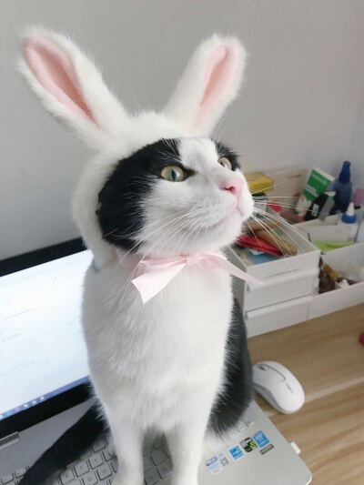 【萌宠】戴着兔耳朵的猫咪天使们(´∀｀*)