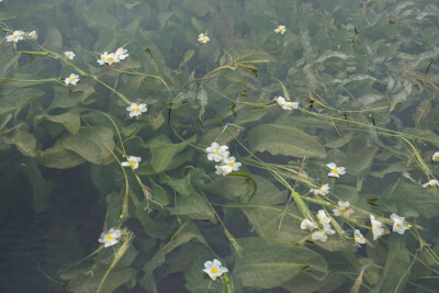 波叶海菜花，水鳖科海菜花属的一种植物。长在1—5米的水底，其叶片更狭长，边缘波状反卷，长达90cm，宽在6cm左右。开白颜色的小花，花果期5-10月，成熟果为弯纺锤形而不为圆锥形。