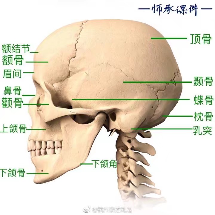 脸部结构