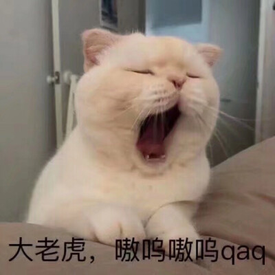 可爱猫咪表情包