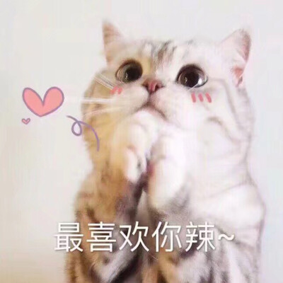 可爱猫咪表情包