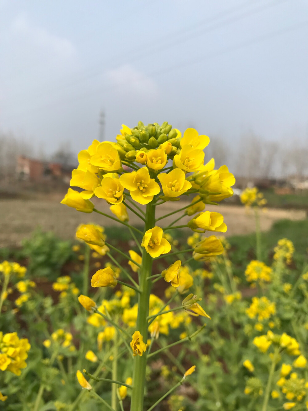 家乡油菜花～