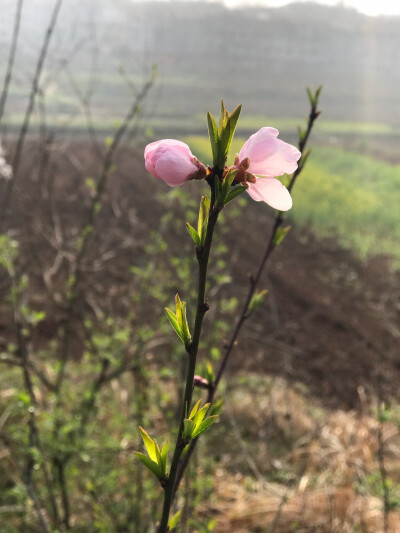 含苞待放～