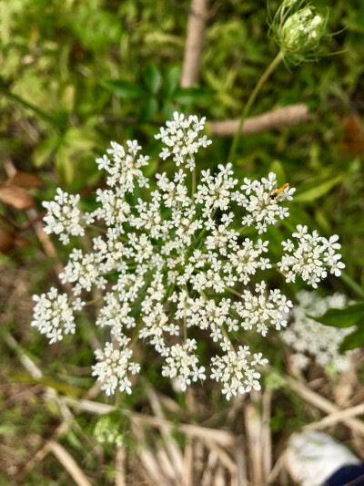 野芫荽花