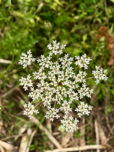 野芫荽花