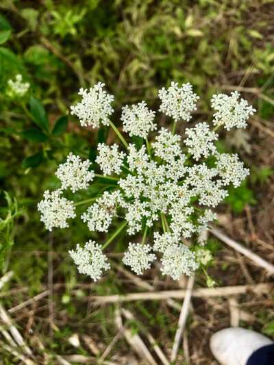 野芫荽花