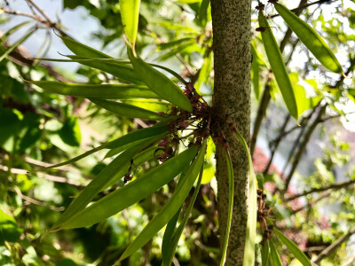 豆科紫荆花豆荚