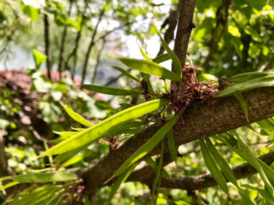 豆科紫荆花豆荚