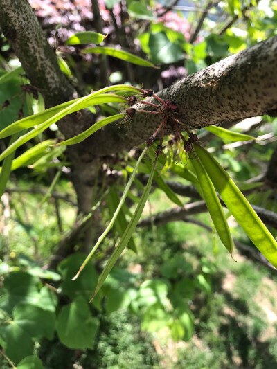 豆科紫荆花豆荚