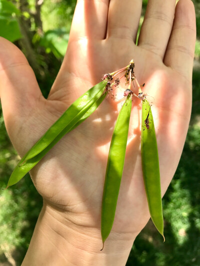 豆科紫荆花豆荚