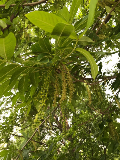 不知名树花