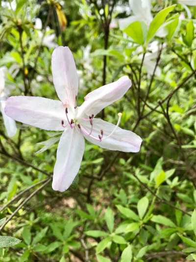 杜鹃花