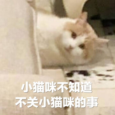 小猫咪不知道
