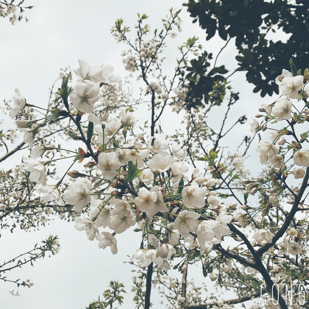 花都开好了❀ ​​​