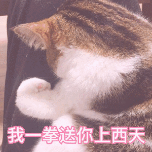 可爱猫咪。