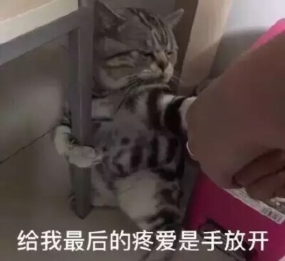 可爱猫咪。