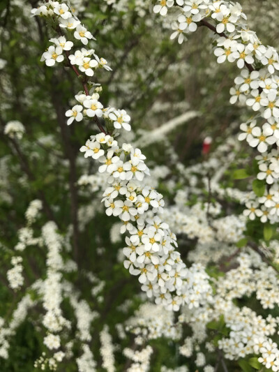 雪柳