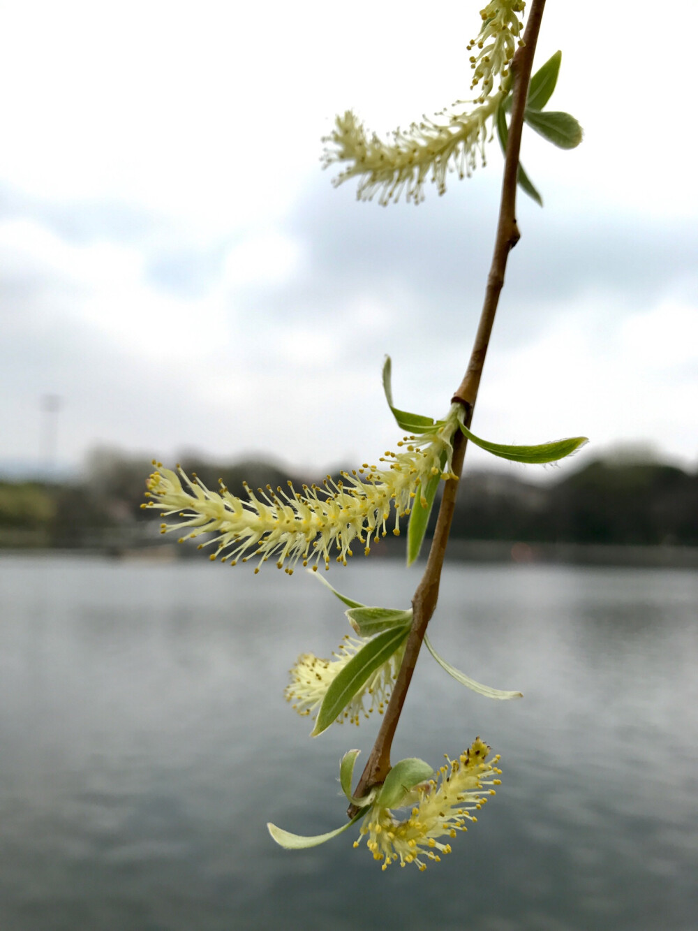 柳树花