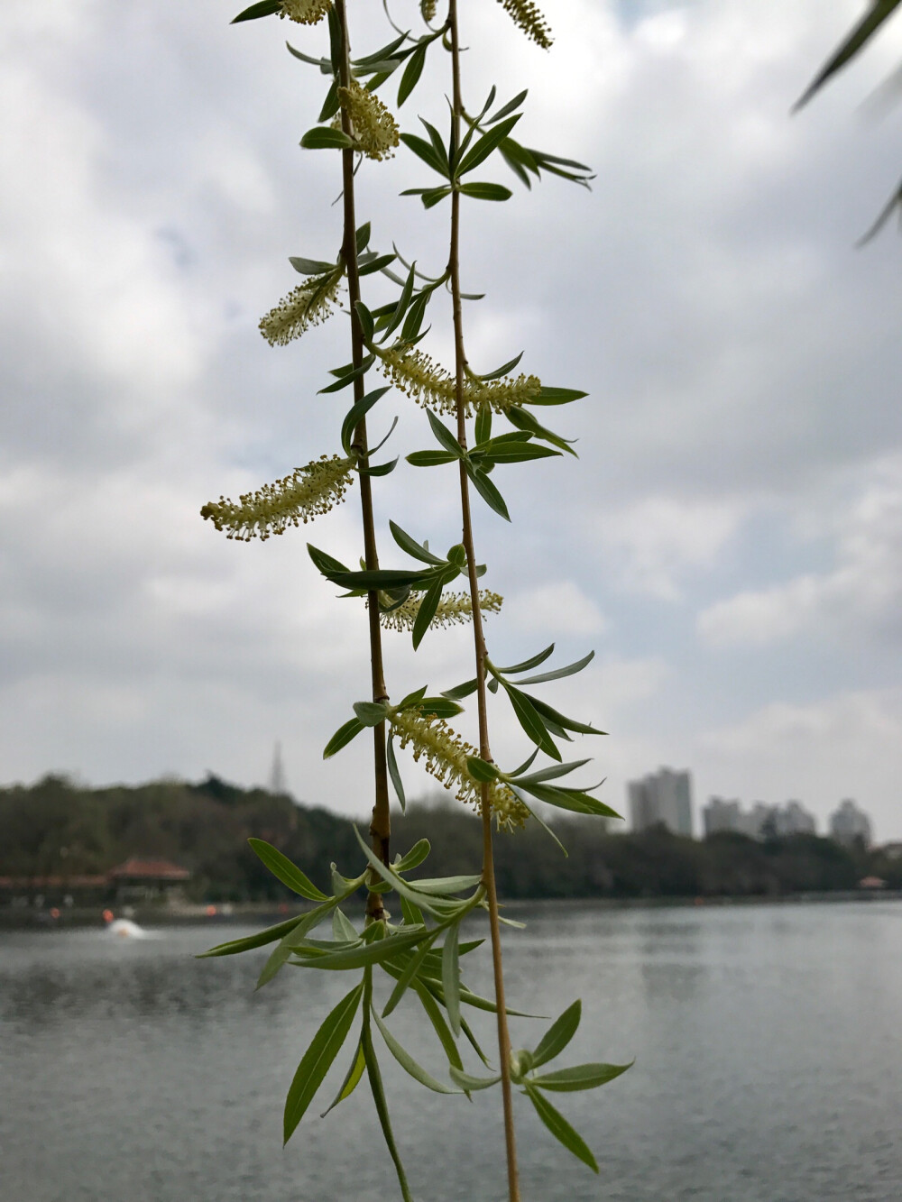 柳树花