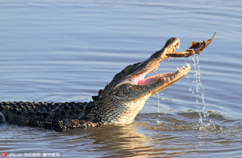 鳄鱼捕食马蹄蟹无从下口：咀嚼起来有点困难