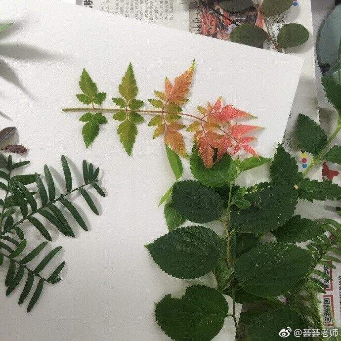 吹塑纸+油画颜料+植物，没有版画机，也可以印得这么细腻