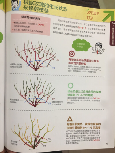 月季2月修剪