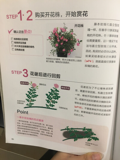 5月藤本植物