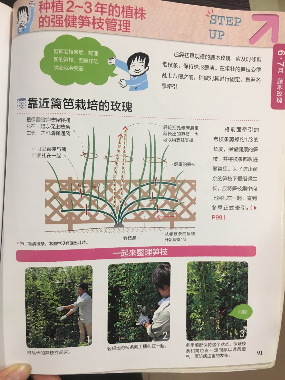 藤本月季67月