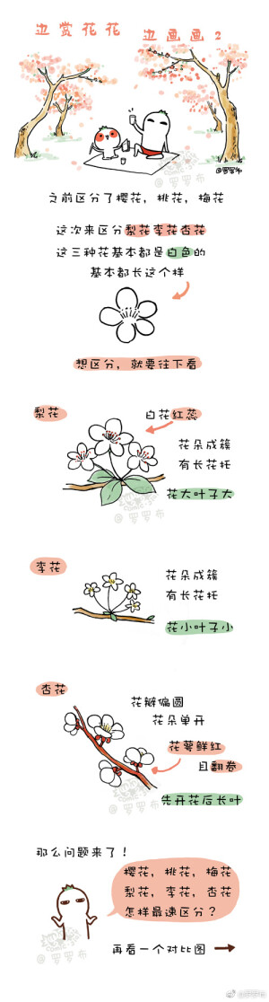 快速区分梨花李花杏花，樱花桃花梅花！#罗罗布简笔画#之前区分了樱花，桃花，梅花，这次来区分梨花，李花，杏花！（看完这段话就已经眼花了吧！哈哈哈哈哈哈） ​​​​