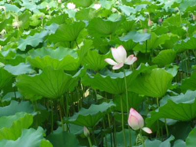 “荷花这样的存在真是越寻思越觉得惊奇：水那么浑浊，一点也没享受到福气，至少是通俗易懂的福气，但花出来又是那样圣洁、清艳。仙啊，神啊。”