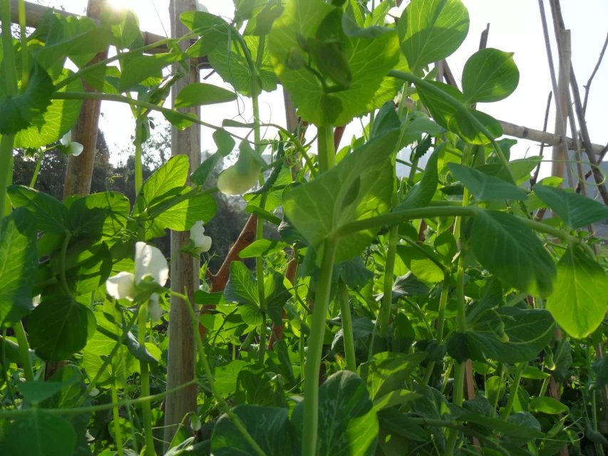 “春暖花开。今天下午，闻到河流对面的农家焚烧稻杆的烟火气息很兴奋（贪恋干香酥脆的燥烈食品只怕也是贪恋食物中火元素的缘故），路上闻到桂花和紫荆的气息也很开心。总之，去感觉大地的承托、河流的涟漪、生机勃勃的迹象和自由的风在宽阔的空中迤逦，既惶恐又如释重负，自有其略带局促的美妙。”