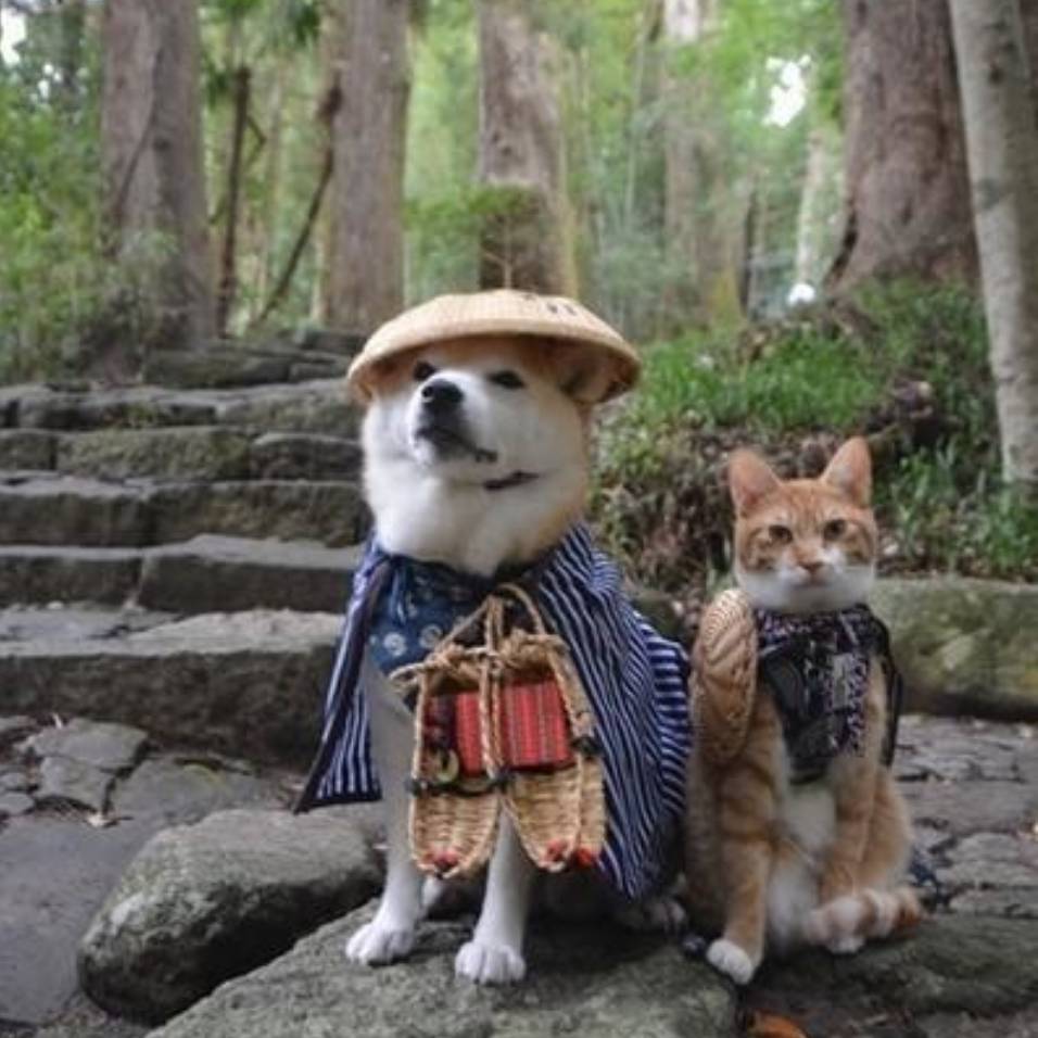 伴