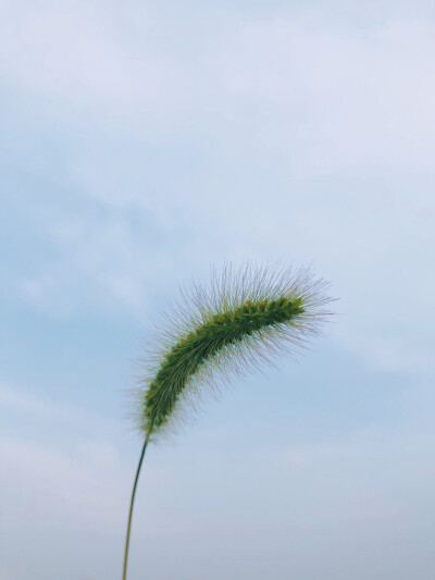 狗尾巴草