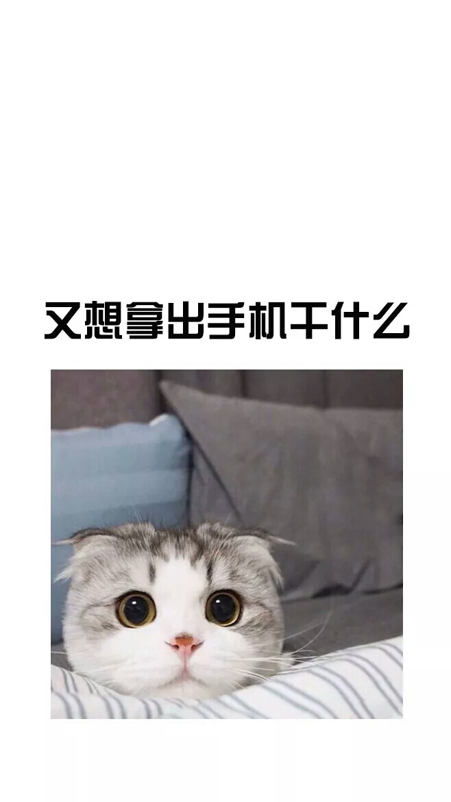 壁纸