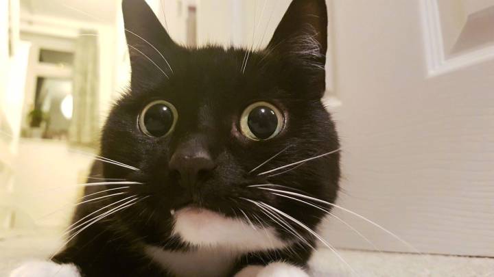 猫咪睁大眼睛的表情包图片