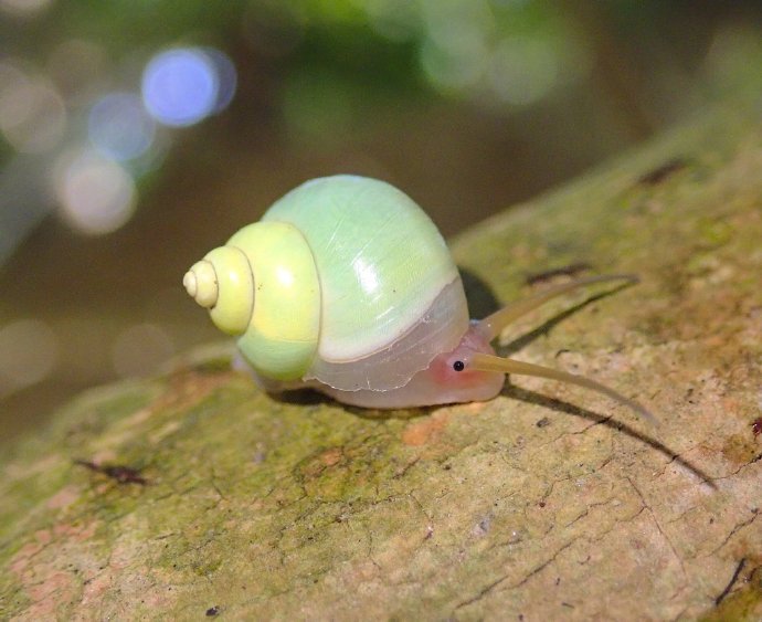 像苹果一样拥有小清新配色的青山蜗牛【Leptopoma nitidum】