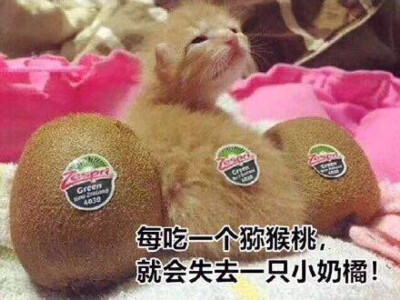 爱护猫猫，从我做起